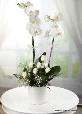 Çift Dallı Beyaz Orkide ve Beyaz Güller