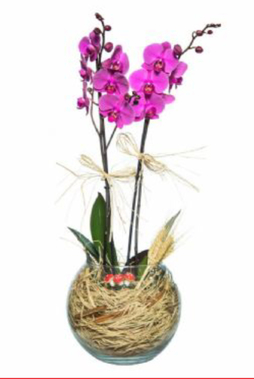 Fanusda Mor Orkide 