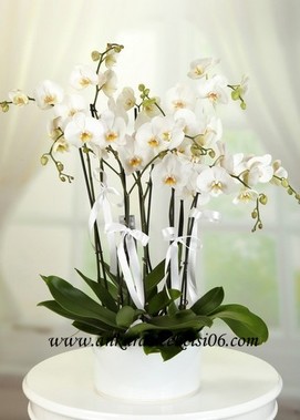 Asil Beyaz Orkideler