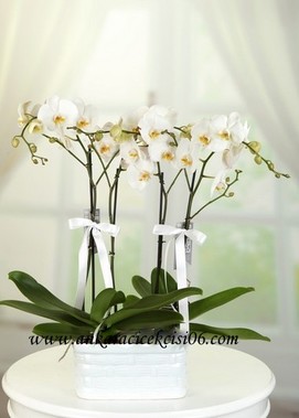 Beyaz Kuğu Orkideler