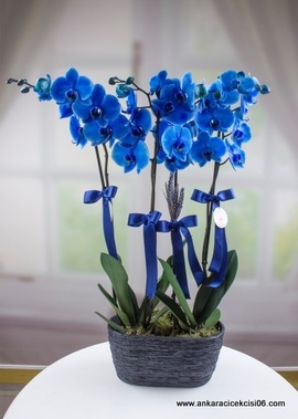 Mavi Orkide Tasarımı