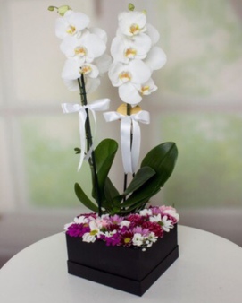 Siyah Kutuda Orkide ve Kırçiçekleri